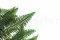 Preserved Double Fern 2