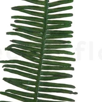 Preserved Double Fern