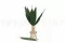 Foglia Tropicale stabilizzata (x8) 2