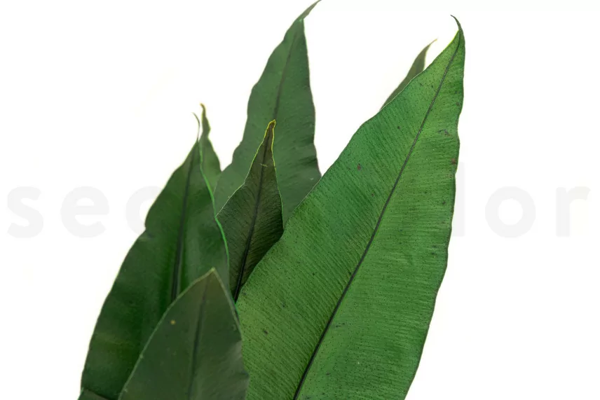 Preserved Tropical Leaf (x8)