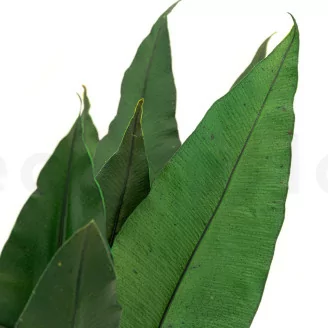 Hoja Tropical preservada (x8)