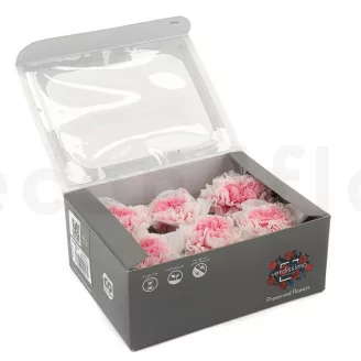 Garofano stabilizzato Rosa & Bianco (x6)