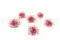 Preserved Carnation Pink & White (x6) 2
