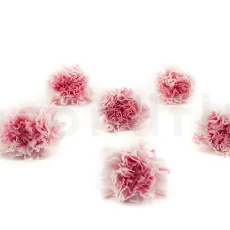 Garofano stabilizzato Rosa & Bianco (x6)