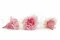 Oeillet stabilis&eacute; Rose & Blanc (x6) 3