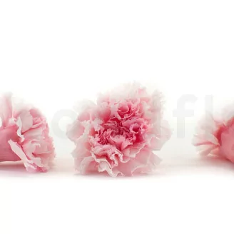 Preserved Carnation Pink & White (x6)