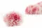Oeillet stabilis&eacute; Rose & Blanc (x6) 5