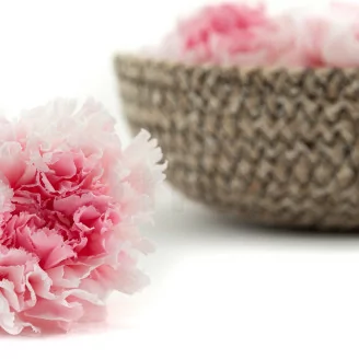 Oeillet stabilis&eacute; Rose & Blanc (x6)