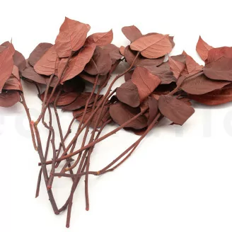 Preserved Salal Red