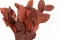 Preserved Salal Red 9