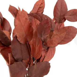 Preserved Salal Red