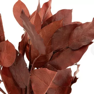 Preserved Salal Red