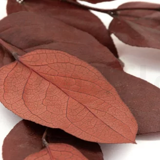 Salal stabilis&eacute; Rouge