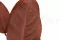 Preserved Salal Red 10