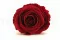 Rosa stabilizzata XL Rosso Scuro (x6) 6