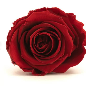 Rosa stabilizzata XL Rosso Scuro (x6)