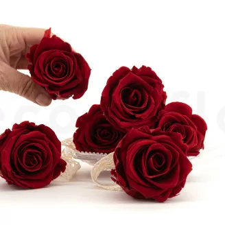 Konservierte Rose XL Dunkelrot (x6)