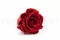Rosa preservada XL Rojo Oscuro (x6) 8