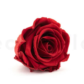 Konservierte Rose XL Dunkelrot (x6)