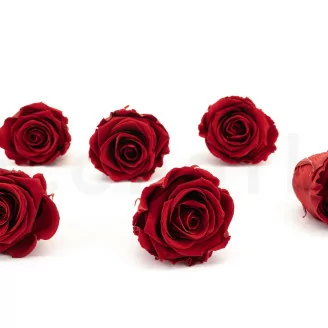 Rosa preservada XL Rojo Oscuro (x6)