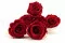 Preserved Rose XL Dark Red (x6) 7