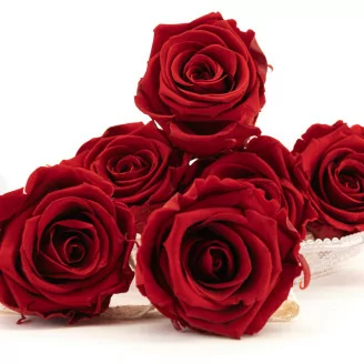 Konservierte Rose XL Dunkelrot (x6)