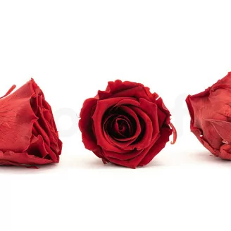 Rosa preservada XL Rojo Oscuro (x6)