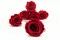 Preserved Rose XL Dark Red (x6) 5
