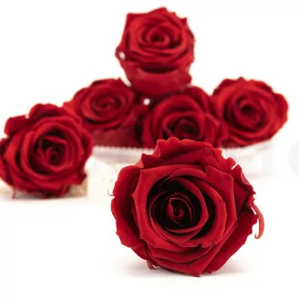 Rosa stabilizzata XL Rosso Scuro (x6)