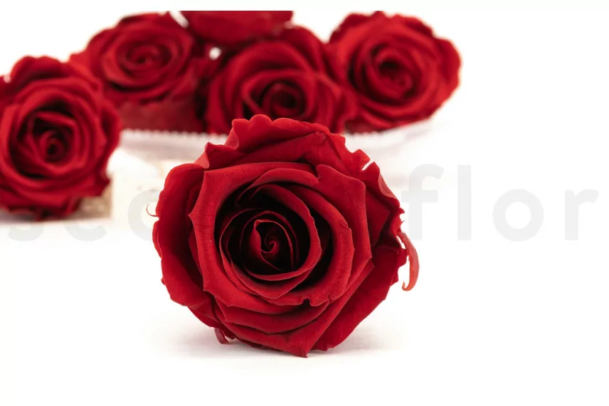Konservierte Rose XL Dunkelrot (x6)