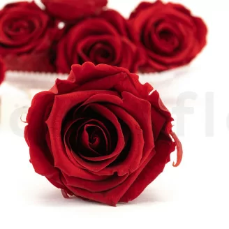 Preserved Rose XL Dark Red (x6)