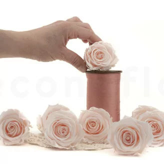 Rose stabilis&eacute;e L Pink Blush (x8)