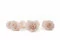 Preserved Rose L Pink Blush (x8) 8