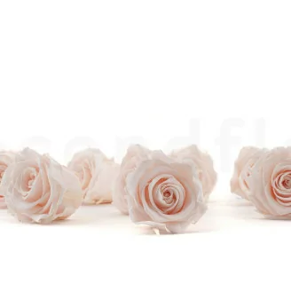 Rose stabilis&eacute;e L Pink Blush (x8)
