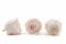 Rosa preservada L Pink Blush (x8) 4