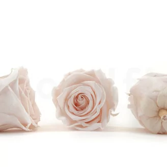 Rosa stabilizzata L Pink Blush (x8)