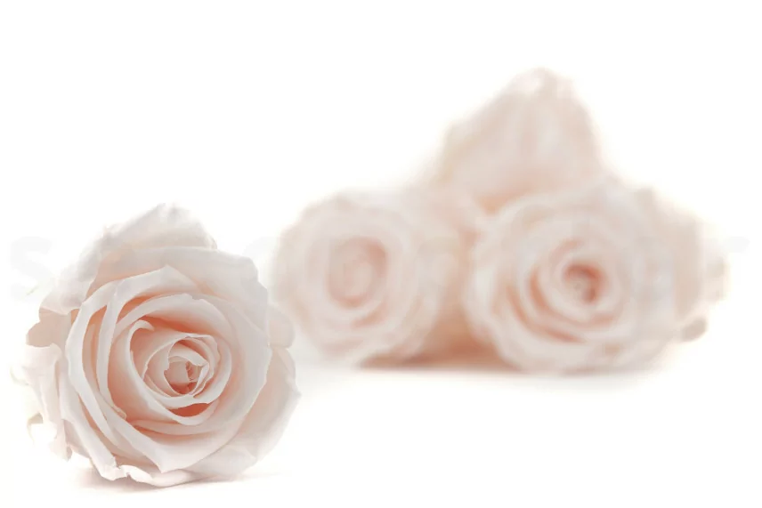 Rosa stabilizzata L Pink Blush (x8)