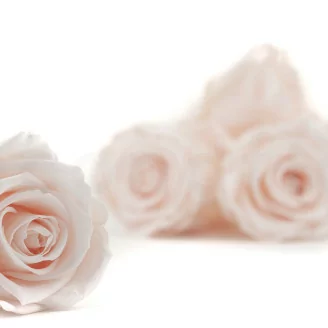 Rose stabilis&eacute;e L Pink Blush (x8)
