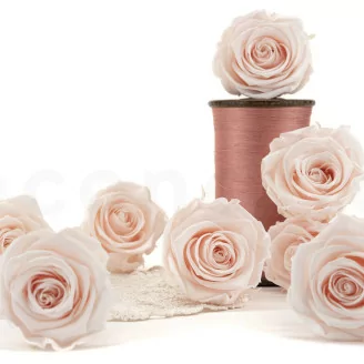 Konservierte Rose L Pink Blush (x8)