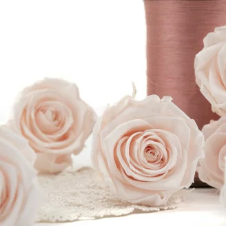 Rosa preservada L Pink Blush (x8)