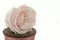 Rosa preservada L Pink Blush (x8) 7