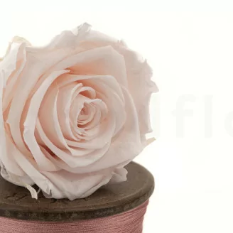 Rosa preservada L Pink Blush (x8)