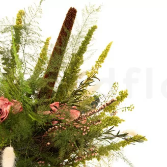 Konservierter Asparagus Plumosus