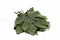 Hoja de Aralia preservada (x10) 4
