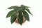 Hoja de Aralia preservada (x10) 7