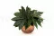 Foglia di Aralia stabilizzata (x10) 2
