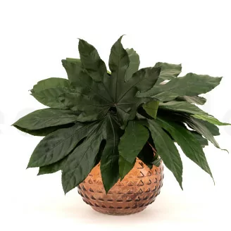 Preserved Aralia Leaf (x10)