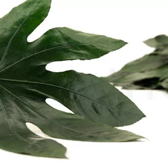 Feuille d'Aralia stabilis&eacute;e (x10)