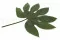 Hoja de Aralia preservada (x10) 8