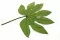 Feuille d'Aralia stabilis&eacute;e (x10) 9